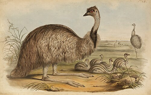 The Birds of Australia 1848 The Birds of Australia 1848